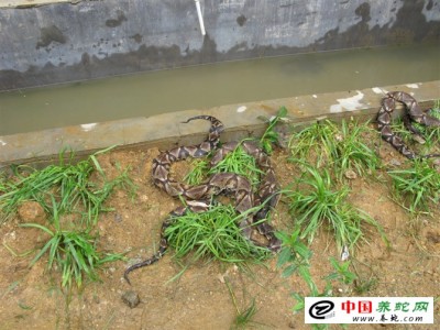 黃山五步蛇養(yǎng)殖