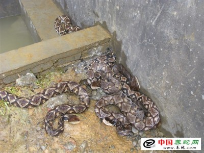 養(yǎng)殖五步蛇多久取毒