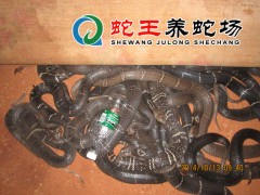 2015年蛇王眼鏡蛇養殖 (19)