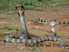 眼鏡蛇預防和治療