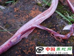 蛇寄生蟲病