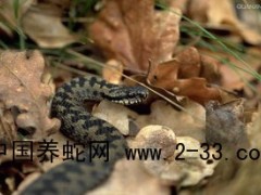 蛇傷心肺腦復蘇