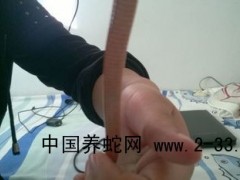 蛇類疾病 腸炎