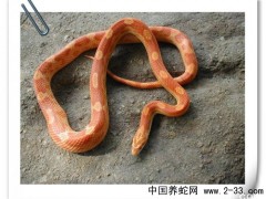 蛇類疾病 肝炎