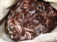 赤練蛇養殖 (19)