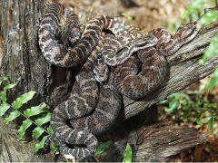 蝮蛇養殖（二） (12)