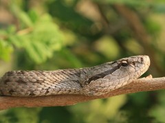 蝮蛇養殖（一） (19)