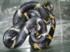 棕黑錦蛇養(yǎng)殖（二） (17)