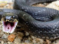 棕黑錦蛇養(yǎng)殖（一） (26)