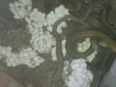 烏梢蛇養殖（產蛋） (4)