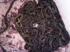 2015年出殼的烏梢蛇苗 (2)