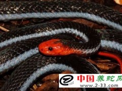 蛇異物性胃炎