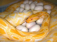 蟒蛇母蛇產蛋 (10)