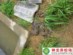 2014年五步蛇養(yǎng)殖 (9)