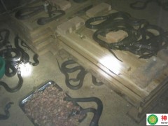 2011年的眼鏡蛇養殖 (11)