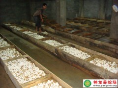 2014年眼鏡蛇蛋孵化 (3)