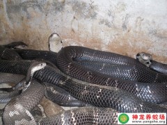 2014年眼鏡蛇養殖 (14)