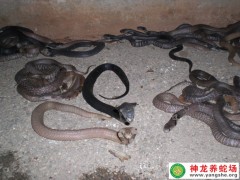 2014年眼鏡蛇幼蛇養殖 (15)