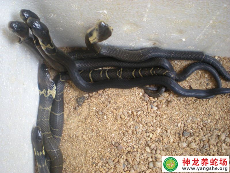 2015年眼鏡蛇蛋孵化和幼蛇 (52)