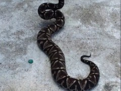 一條大五步蛇 (6)