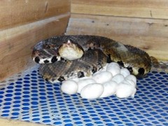 五步蛇種蛇產(chǎn)蛋 (3)