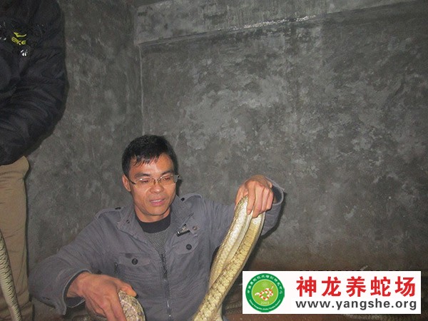 養(yǎng)蛇學(xué)員實(shí)踐養(yǎng)蛇