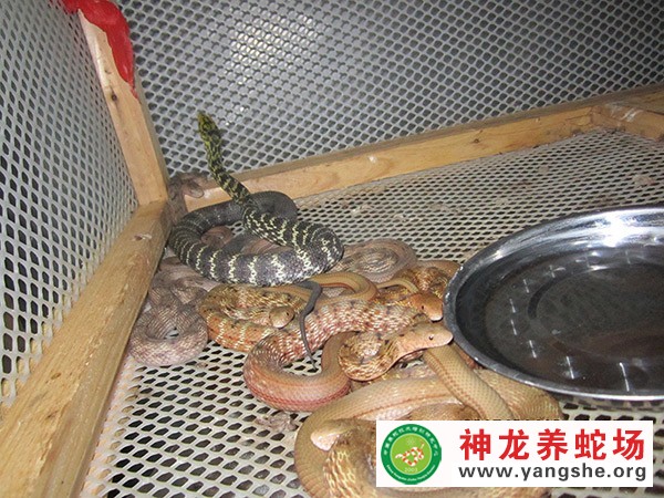 五步蛇養(yǎng)殖