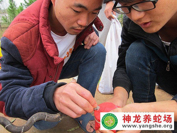 學(xué)員學(xué)習(xí)采集蛇毒
